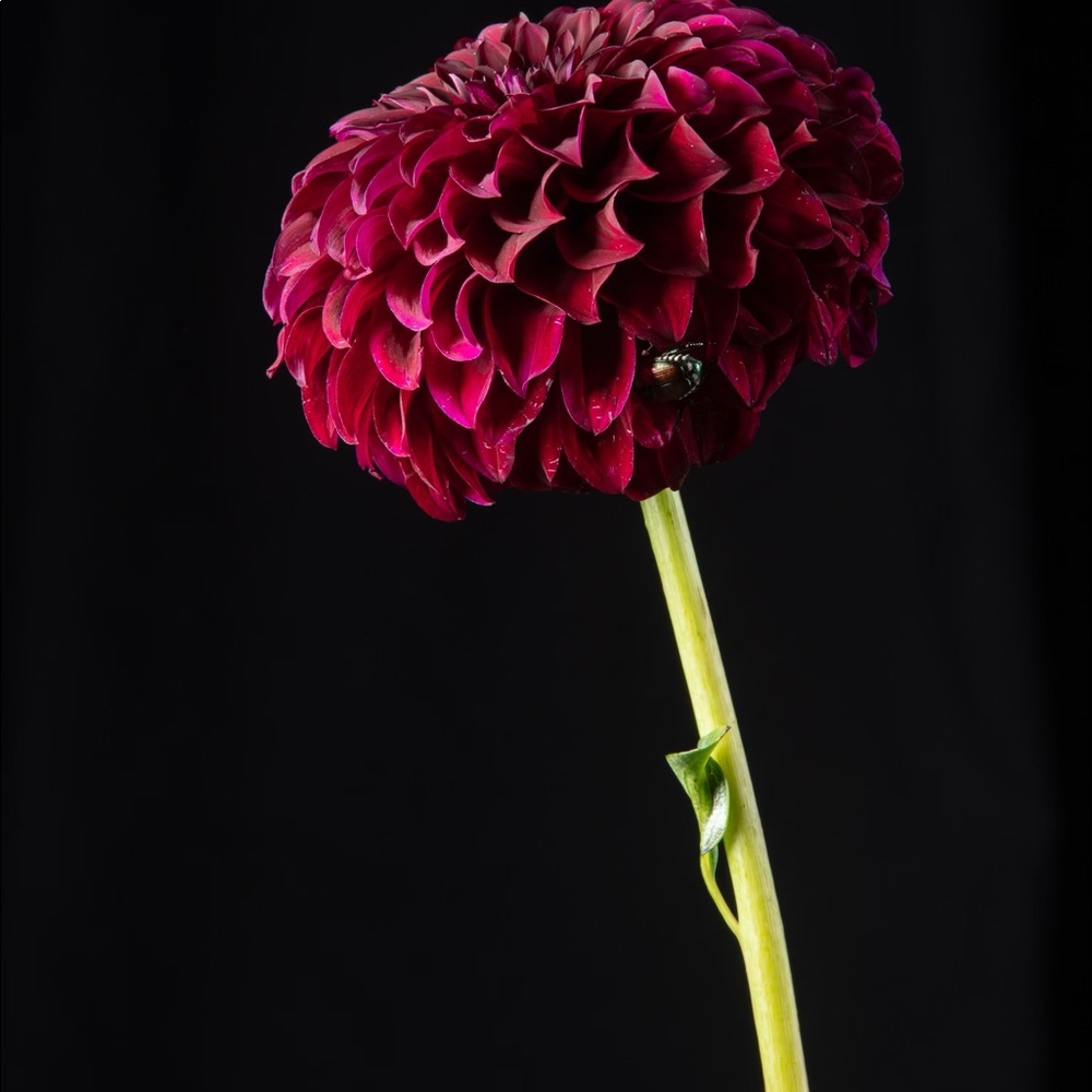 Meet your Posher, Morgan